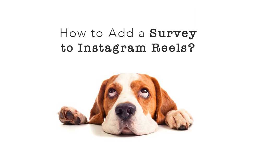 How to Add a Survey to Instagram Reels?